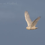 Snowy just after takeoff