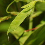 Lathyrus aphaca. Yellow Vetchling.