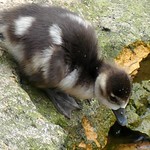 gosling Egyptian goose (explored)