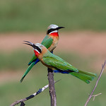 White-fronted Bee-eater