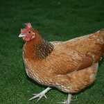 Pepperpot the hen