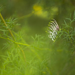 Grevillea sp.