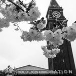 Flowering trees, King Street Station