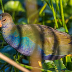 female purple gallinule