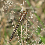 Ashy clubtail - new to the world