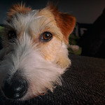 Rut the Jack Russell Terrier