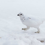 White-tailed Ptarmigan