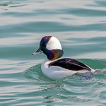 Bufflehead - male