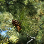 Three Pine Cones