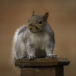 GRAY SQUIRREL