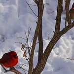 Male & Female Cardinals- Maryland Heights, MO.