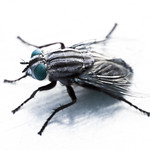 50/366 - The Fly Is A Lie