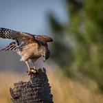 red shoulders of the hawk