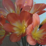 Clivia