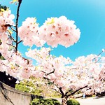 The City of Whirling Blossoms