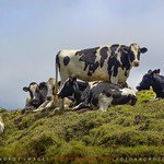 La fauna en las Islas Azores - El ganado vacuno en la Isla de S&acirc;o Miguel