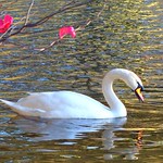 Mute Swan at St James Royal Park, London