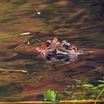 Waltzing in the water