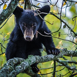 Orphaned Black Bear Cub