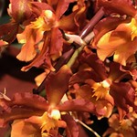 Orchids In Shades Of Orange And Beige