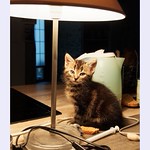 Chaton sous la lumi&egrave;re