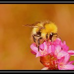 "Bees Are Getting Busy..."