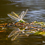 La ponte de la libellule anax empereur (Anax imperator)