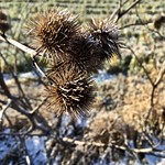Thistle in winter