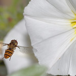 Hoverfly