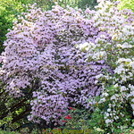 Exbury House and Gardens in 17th May 2018, Exbury, Southampton, SO45 1AZ .Hampshire, England.