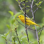 *** Yellow Warbler / Paruline jaune