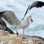 Larus occidentalis Western Gull