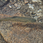 Troć w Morskim Oku (Salmo trutta)