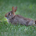 Cottontail Bunny