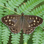 Speckled Wood - Pararge aegeria