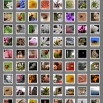 Scout April Fool's Day