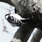 High Key Downy Woodpecker