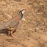 Perdiz Roja, Red-legged Partridge (Alectoris rufa)