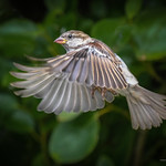Just a Sparrow
