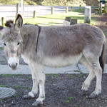 The cutest donkey