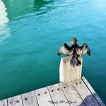 420. SURRENDER: To Apollo's Charms