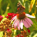 Butterfly on Purple Cone Flower
