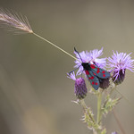 Burnet-moth_9635