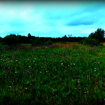 " Wild Flowers of Lough Boora Peat Bog "