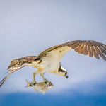 Osprey Bringing Home Lunch