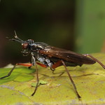 Sepedon sphegea marsh fly, Sciomyzidae