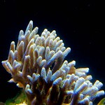 France, Boulogne-sur-Mer - Centre National de le Mer - NausicaA (20)