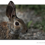 Lapin &agrave; queue blanche / Eastern Cottontail / Sylvilagus floridanus