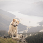 Summit dogs on Kendall Peak