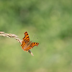 fiery comma